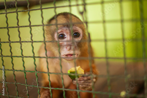 A Cairara (Cebus kaapori), a primate of the Brazilian fauna, in a recovery center for wildlife injured or recovered from wildlife trafficking. Manaus, Brazil