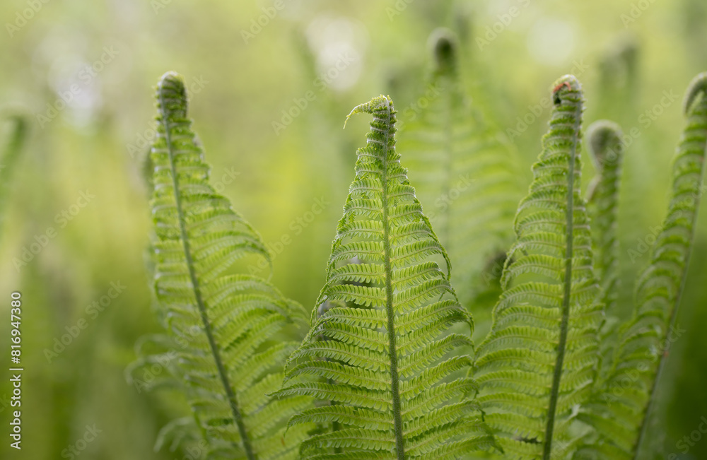 Young, fresh green fern fronds unfurl in front of the bright sun outside. The light shines through the delicate leaves.