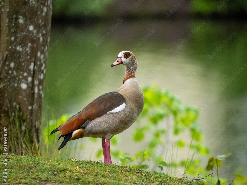 Nilgans Nilgans