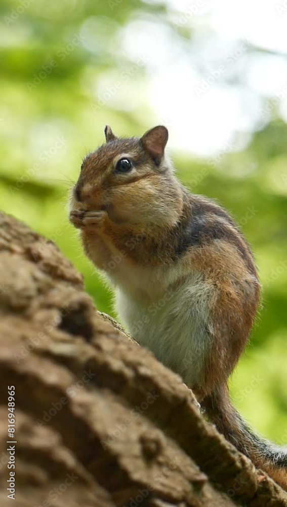 Vertical shot of a Siberian chipmunk eating on tree stump in forest against green bokeh background Vertical shot of a Siberian chipmunk eating on tree stump in forest against green bokeh background