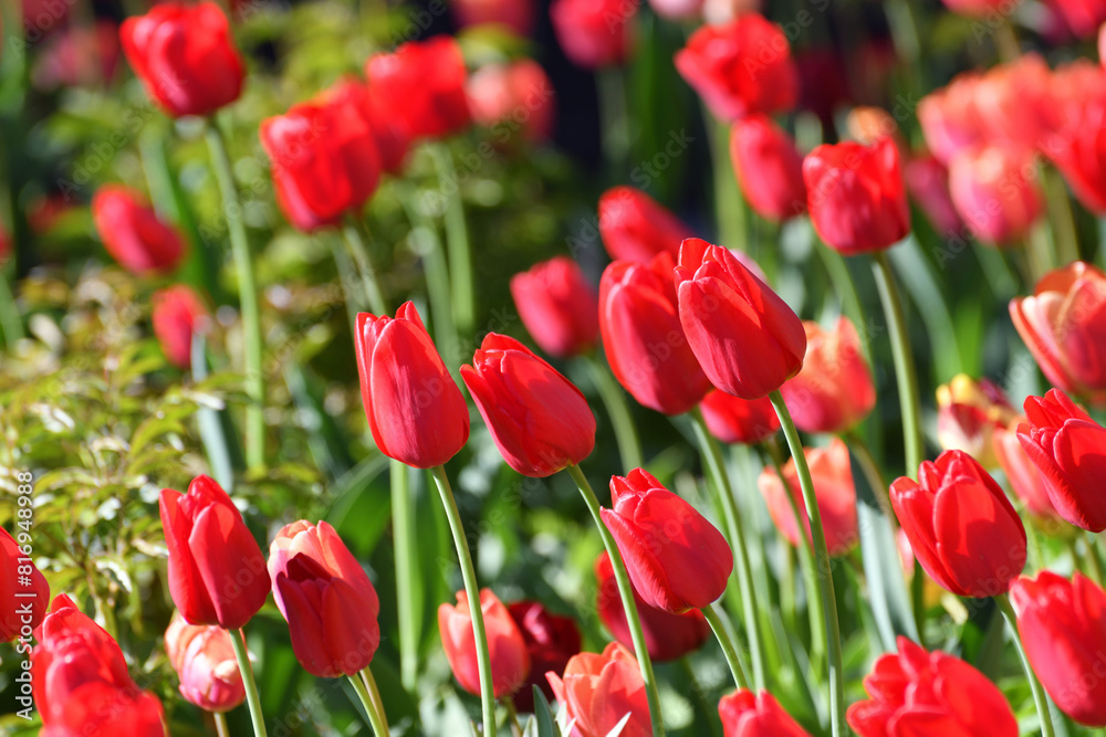 Variety of the ile de france tulip Variety of the ile de france tulip
