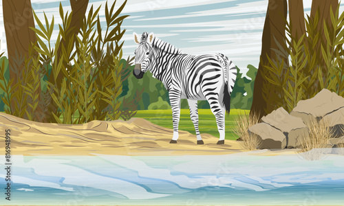African zebra stands on the sandy bank of a river or lake. African savannah and bush. Animals of Africa. Realistic vector landscape photo