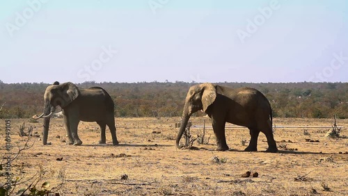 Two African bush elephants meeting at waterhole in Kruger National park, South Africa ; Specie Loxodonta africana family of Elephantidae