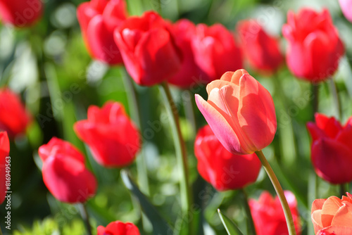 Variety of the ile de france tulip © olgavolodina