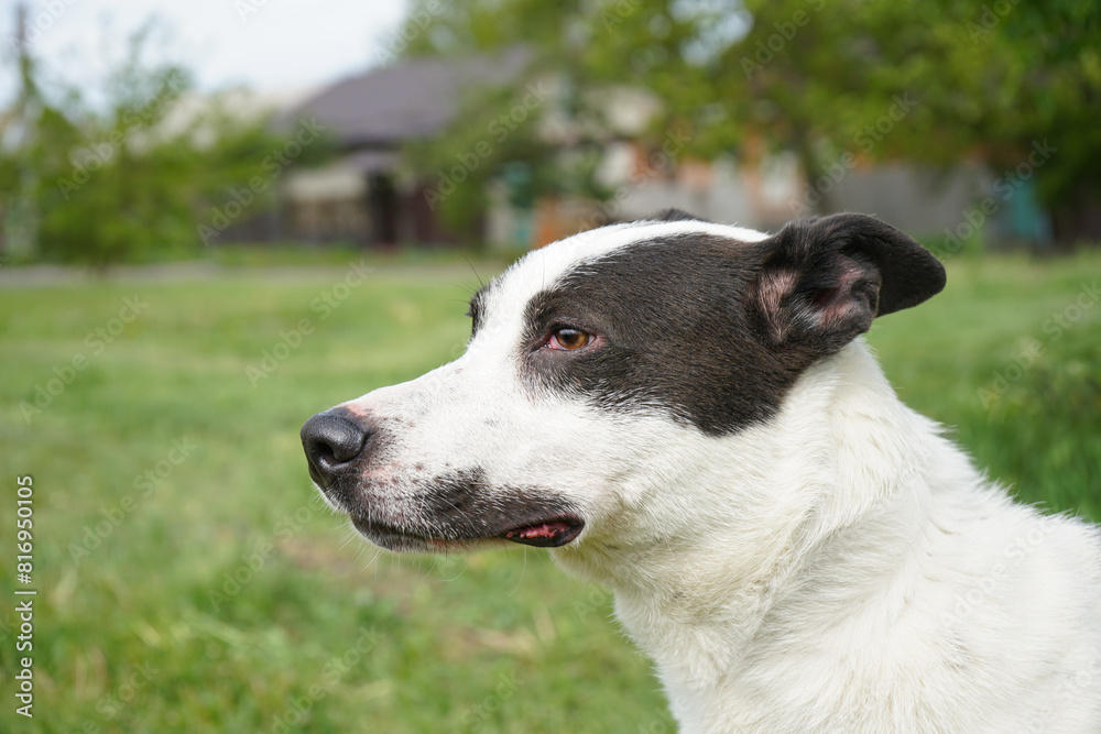 Bicolored black and white homeless dog kind beautiful mutt portrait on green grass Bicolored black and white homeless dog kind beautiful mutt portrait on green grass