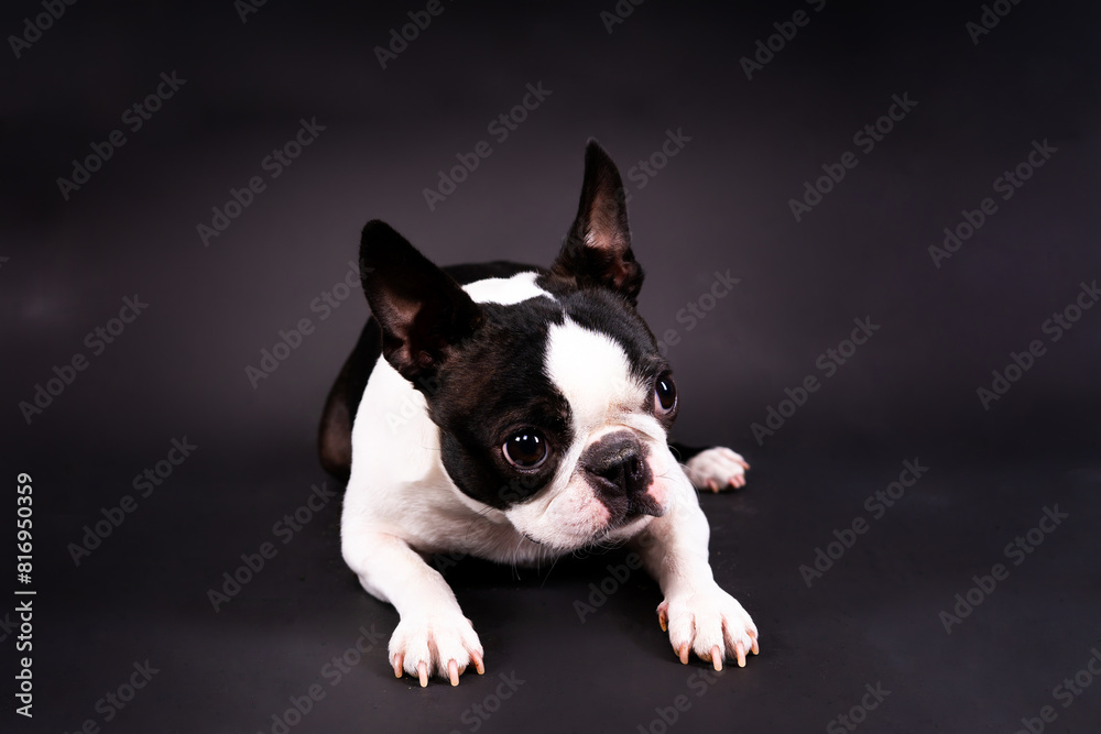 Boston Terrier. Portrait of a dog on a white dark background and chair.