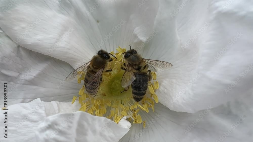 Two bees collect nectar from a white flower.
