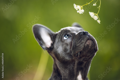 portrait of a puppy french dog in nature postcard 