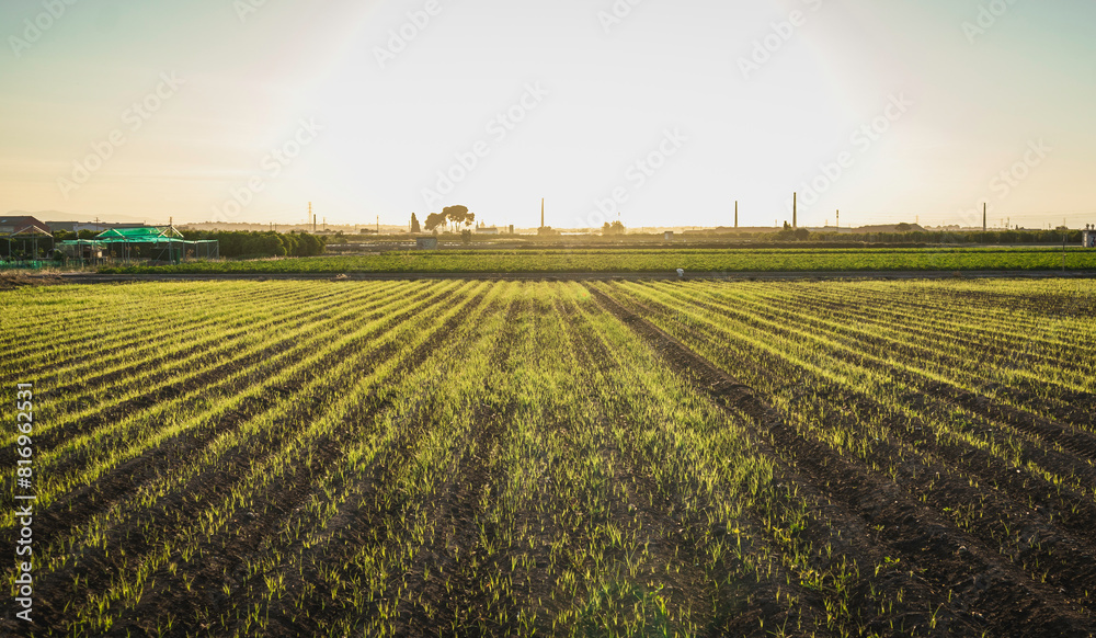 Crops in Spain. Cultivations in the southern Spain. 