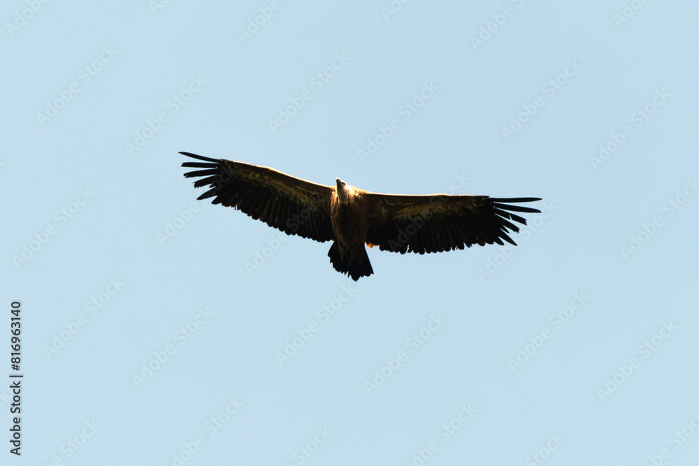 Vautour fauve,.Gyps fulvus, Griffon Vulture, Parc naturel régional des grands causses 48, Lozere, France Vautour fauve,.Gyps fulvus, Griffon Vulture, Parc naturel régional des grands causses 48, Lozere, France