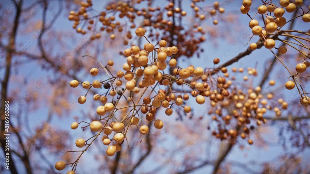Close-up of golden melia azedarach berries against a blurred sky and branches in murcia, spain Close-up of golden melia azedarach berries against a blurred sky and branches in murcia, spain