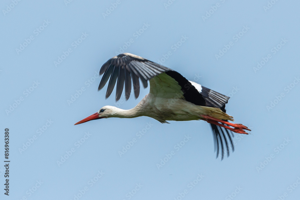 Cigogne blanche,. Ciconia ciconia, White Stork Cigogne blanche,. Ciconia ciconia, White Stork