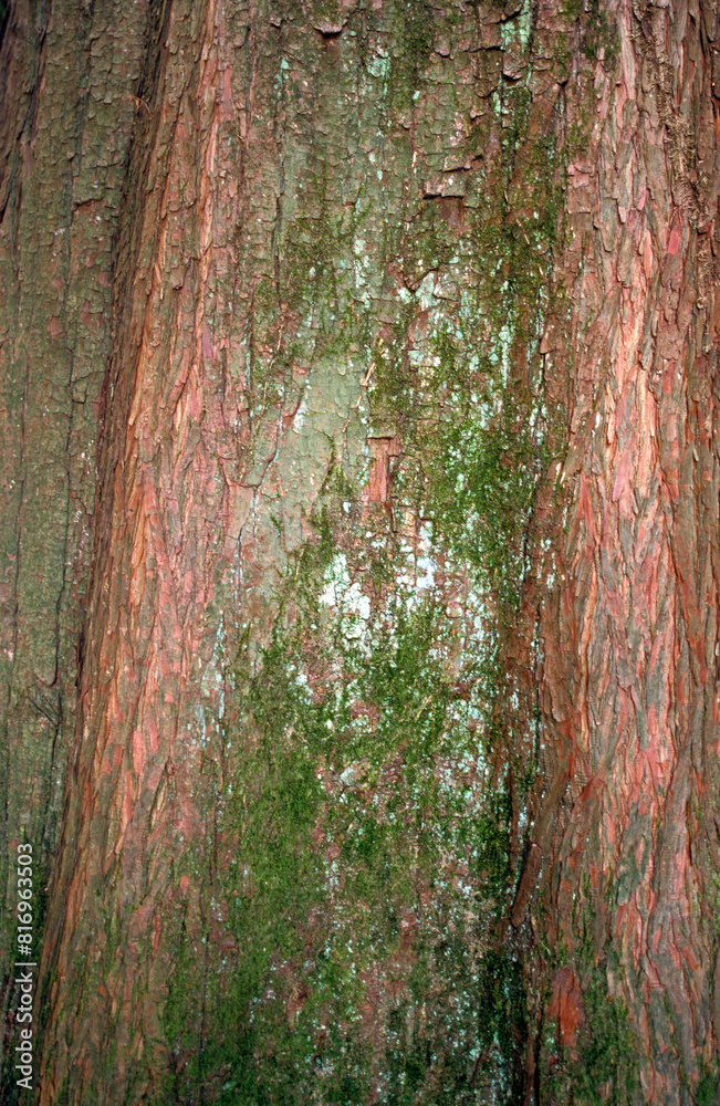 Fototapeta premium Taxadium distichum, Cyprès chauve
