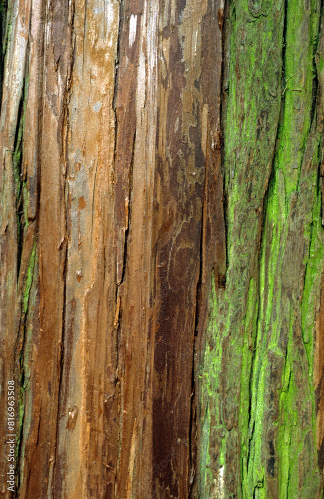 Cryptomeria japonica, Cèdre du Japon Cryptomeria japonica, Cèdre du Japon