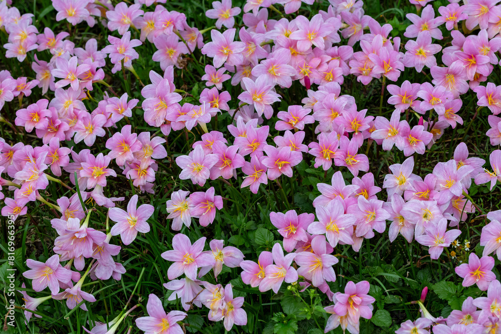 Fototapeta premium Field of pink rain lily flower or zephyranthes bulb during spring season in the forest