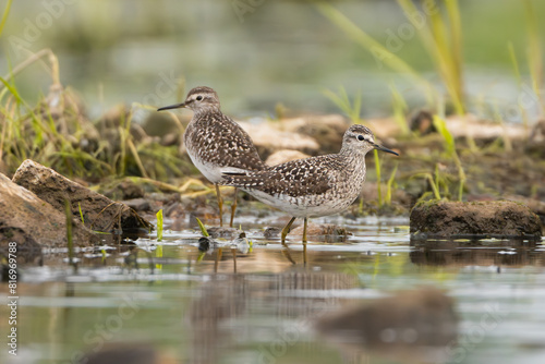 wood sandpipers - Tringa glareola wading in water at green background. Photo from Warta Mouth National Park in Poland.