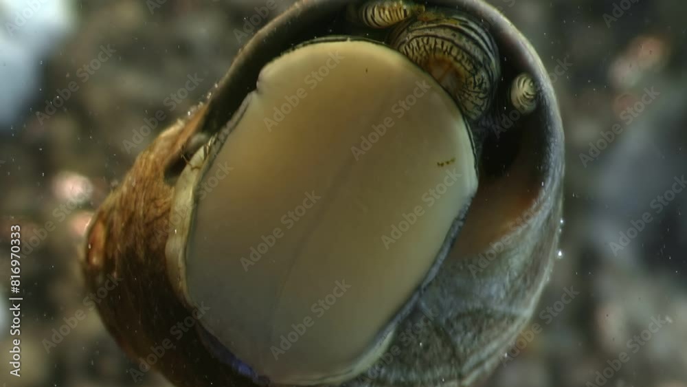 Detailed macro video captures Pomacea canaliculata as it partially emerges from globular shell underwater. Focus is on siphon, vital respiratory organ that allows snail to breathe while submerged in Detailed macro video captures Pomacea canaliculata as it partially emerges from globular shell underwater. Focus is on siphon, vital respiratory organ that allows snail to breathe while submerged in