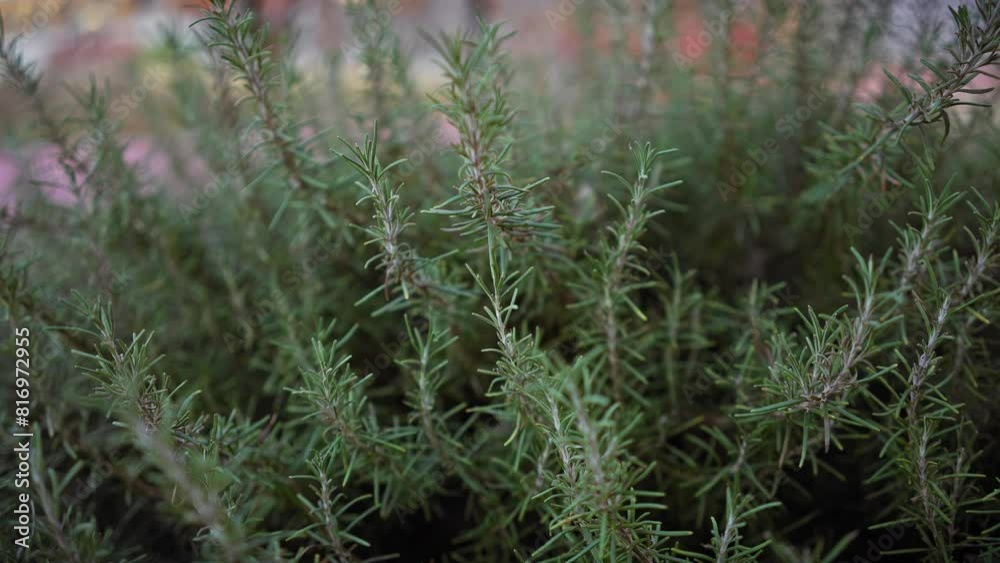 Lush rosemary bush rosmarinus officinalis growing outdoor in murcia, spain, depicting mediterranean flora. Lush rosemary bush rosmarinus officinalis growing outdoor in murcia, spain, depicting mediterranean flora.