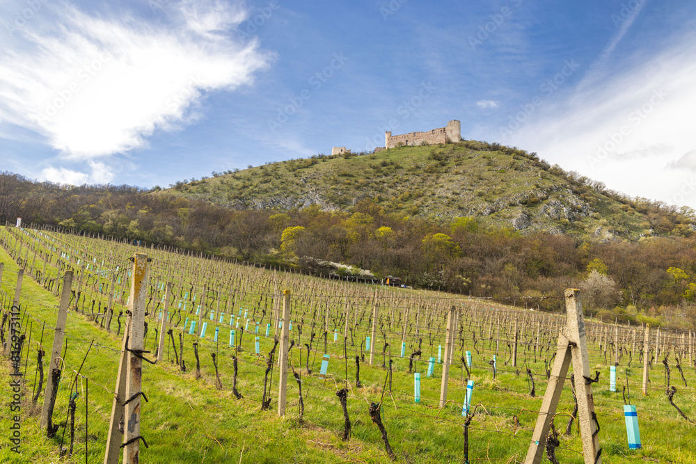 The ruins of Devicky castle on the Pavlov Hills above the vineyard in South Moravia, Czech Republic, Europe.