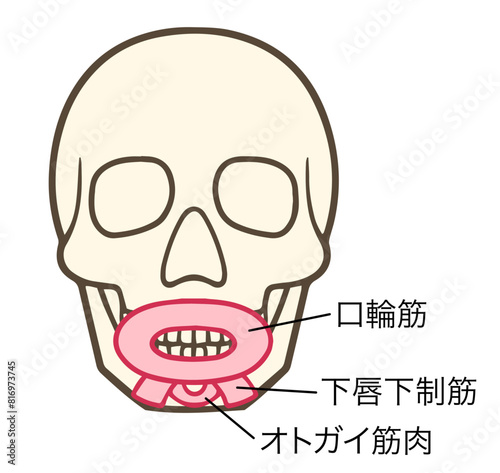 下唇下制筋、オトガイ筋肉、口輪筋