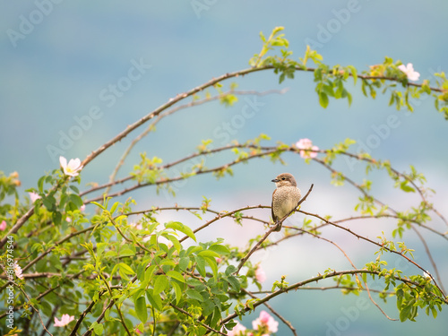 Red-backed shrike, lanius collurio, female sitting on a twig in summertime. Animal wildlife among green plants from side view