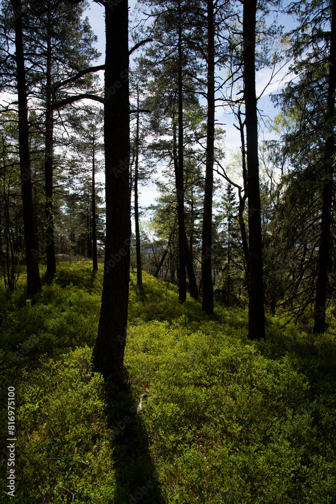 Fototapeta premium forest in the morning