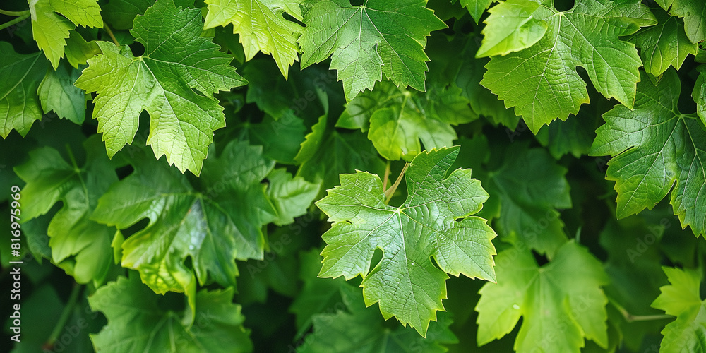 Vibrant green leaves embellishing a grapevine in the yard, adding freshness and vitality to the surroundings
