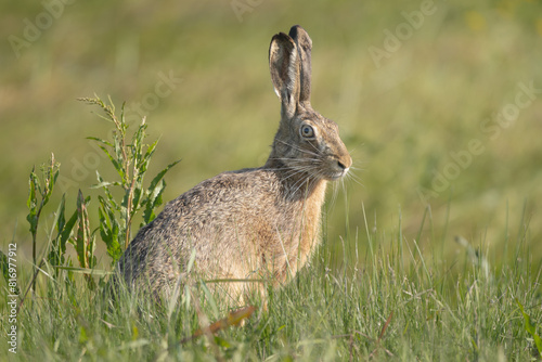 animal, brown hare - Lepus europaeus on green meadow. Photo from Warta Mouth National Park in Poland.