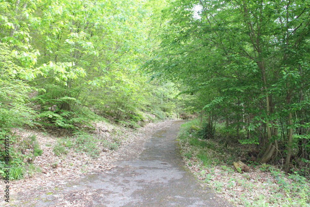 Waldweg Waldweg