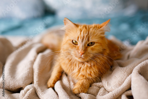 Ginger cute fluffy cat lies on the bed with a birch-colored sheet and a soft, cozy blanket