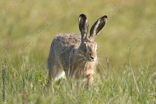 European hare, Brown hare - Lepus europaeus running in green grass. Photo from Warta Mouth National Park in Poland. photo