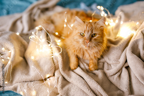Ginger cute fluffy cat lies on the bed with a birch-colored sheet and a soft, cozy blanket with New Year garland on the background