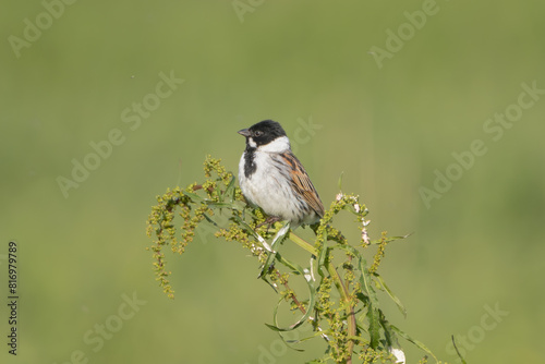 Common reed bunting - Emberiza schoeniclus on green background. Photo from Warta Mouth National Park in Poland.