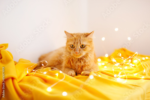 A red and fluffy cat sits on a warm yellow knitted blanket and is decorated with a bright glowing garland