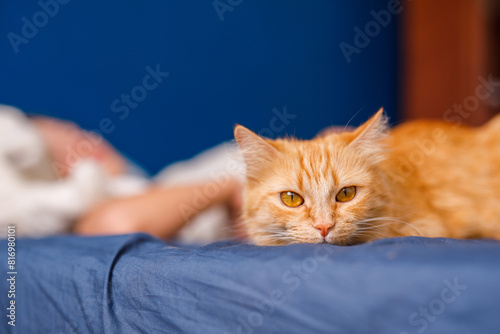 A red furry cat sleeps on a bed with her owner. Blue background with space for text