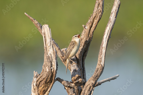 Singing Sedge warbler - Acrocephalus schoenobaenus perched between branches at green background. Photo from Warta Mouth National Park in Poland. 