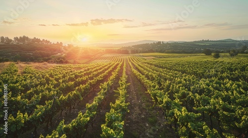  vineyard bathed in the warm glow of the setting sun  