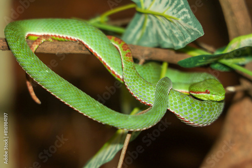 The pope green pit viper snake in forest