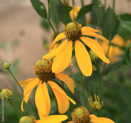 yellow flower and sun light in nature photo