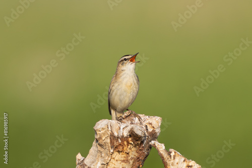 Sedge warbler - Acrocephalus schoenobaenus perched , singing at green background. Photo from Warta Mouth National Park in Poland. © PIOTR