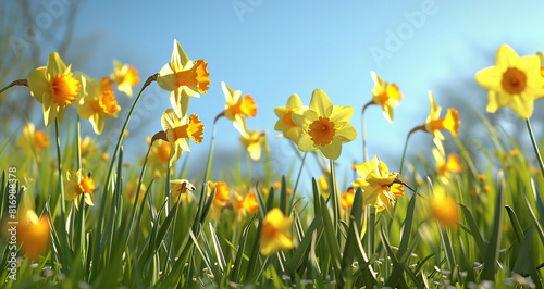 3d Pic Of Daffodils Dancing in The Breeze