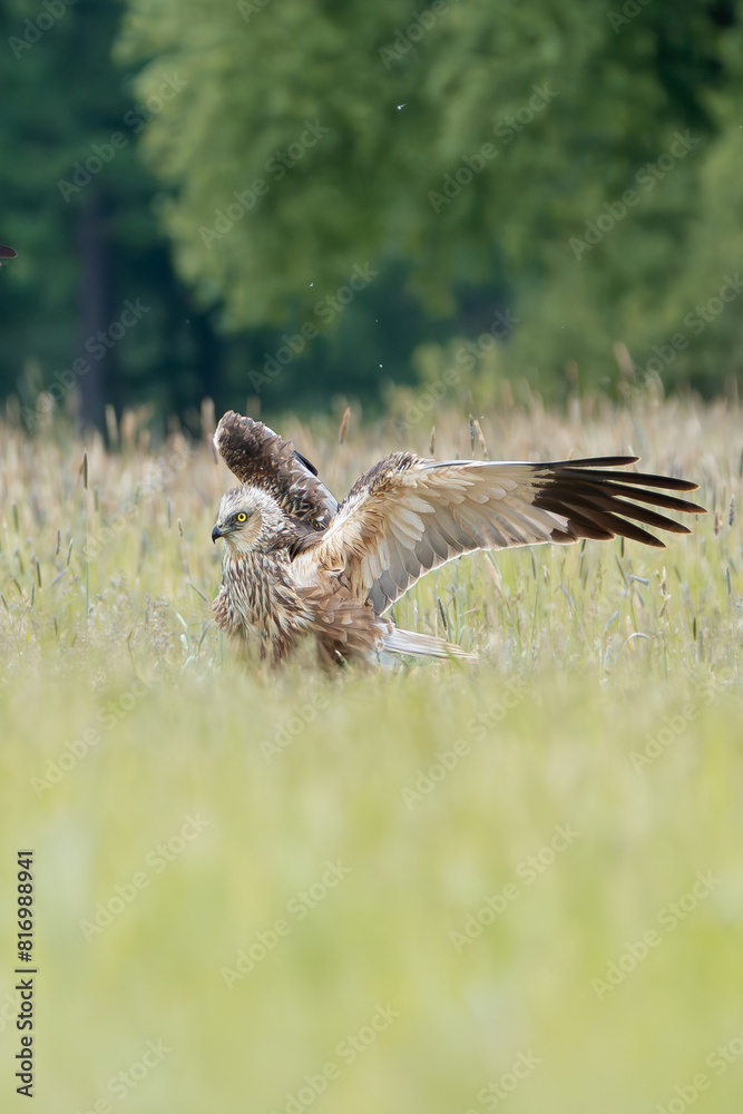 Fototapeta premium Western marsh harrier, Eurasian marsh harrier - Circus aeruginosus in landing with spread wings. Green background. Photo from Lubusz Voivodeship in Poland. Vertical.