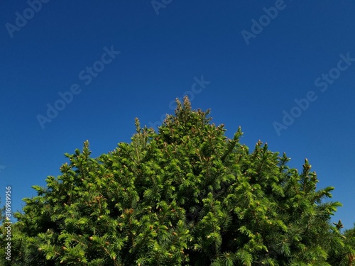 Spruce branches against the blue sky
