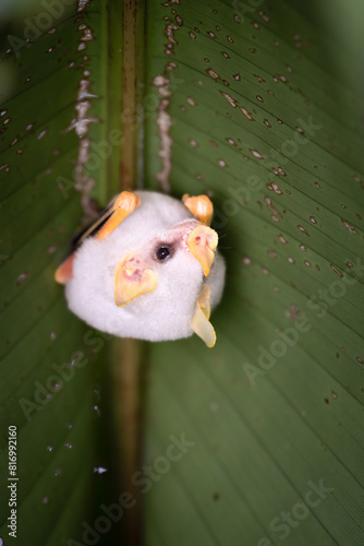 Fotografie White bats (ectophylla alba) under a palm leaf in the rainforrest, Costa Rica