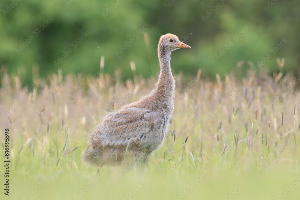 Common crane, Eurasian crane - Grus grus chick standing in green grass with meadow in background. Photo from Lubusz Voivodeship in Poland. Common crane, Eurasian crane - Grus grus chick standing in green grass with meadow in background. Photo from Lubusz Voivodeship in Poland.
