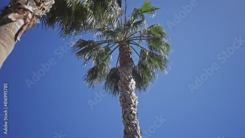 Wallpaper Mural Low-angle view of a palm tree against a clear blue sky, embodying tropical, nature, outdoor, travel, and summer concepts. Torontodigital.ca