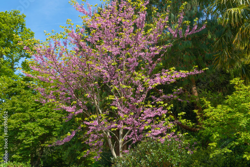 Εκτύπωση καμβά Cercis canadensis, the eastern redbud or forest pansy tree