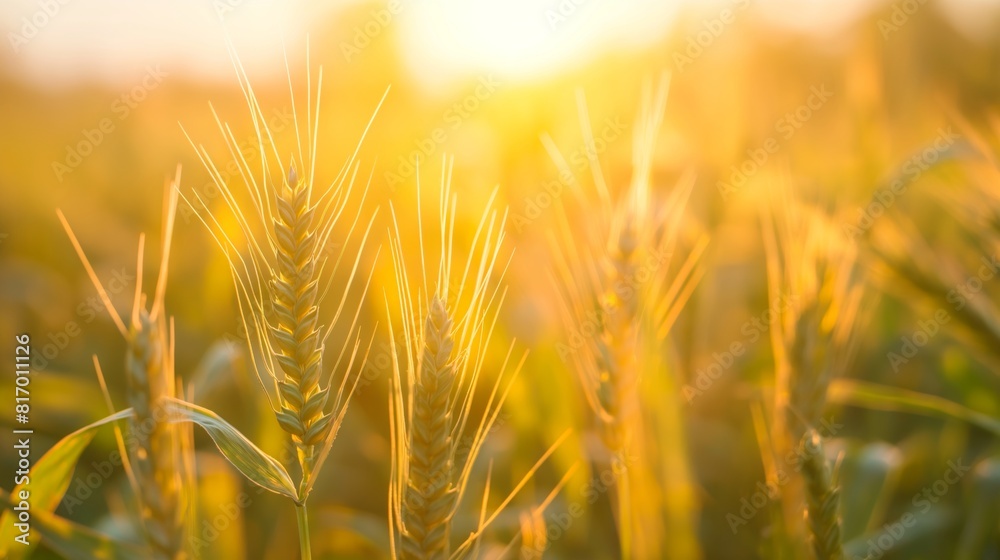 Golden Wheat Field at Sunset in Rural Countryside During Harvest Season Golden Wheat Field at Sunset in Rural Countryside During Harvest Season