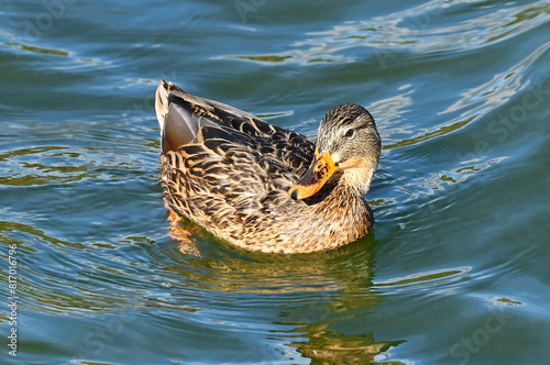 Duck floating in the lake