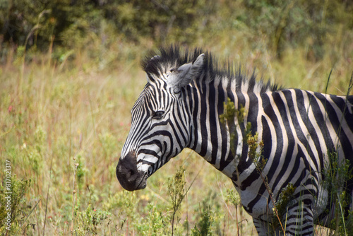 A zebra in a nature reserve in Zimbabwe. 
